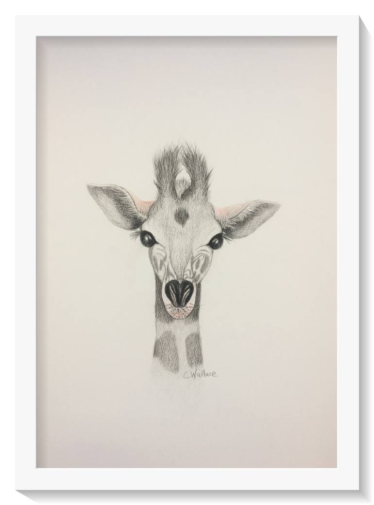 Original Animal Drawing by Catherine Wallace