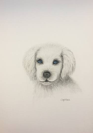 Original Animal Drawings by Catherine Wallace