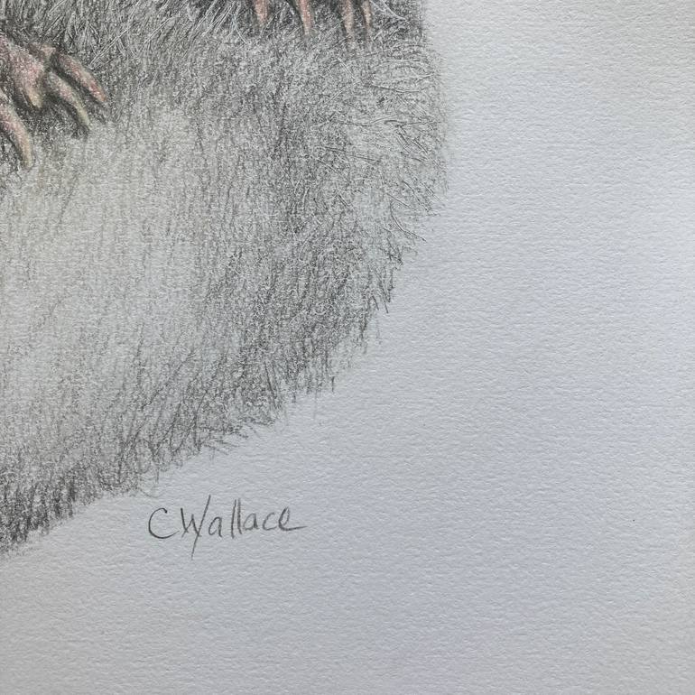 Original Animal Drawing by Catherine Wallace