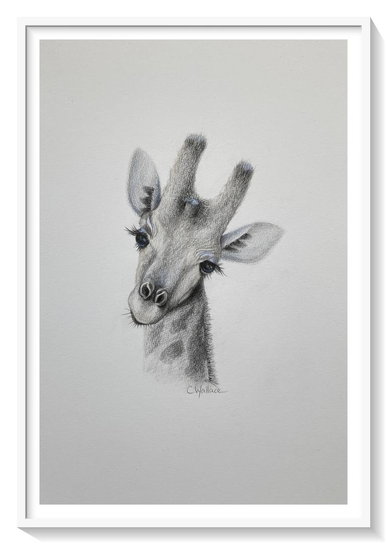 Original Illustration Animal Drawing by Catherine Wallace