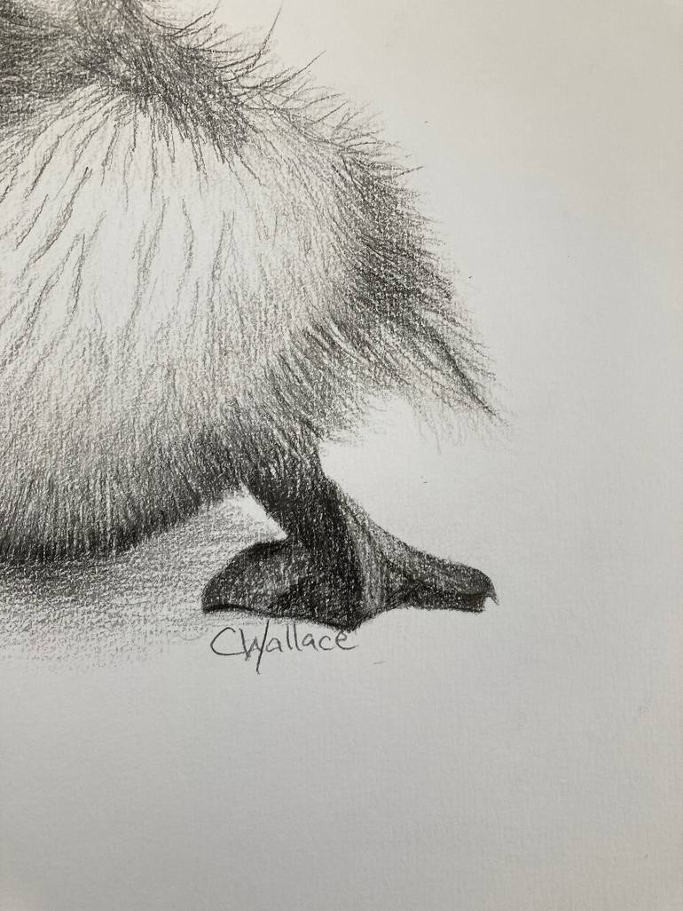 Original Animal Drawing by Catherine Wallace