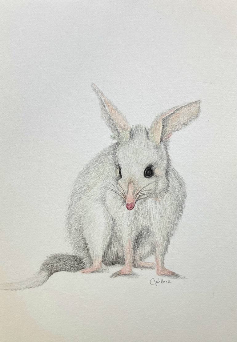 Cute Bilby Drawing by Catherine Wallace | Saatchi Art