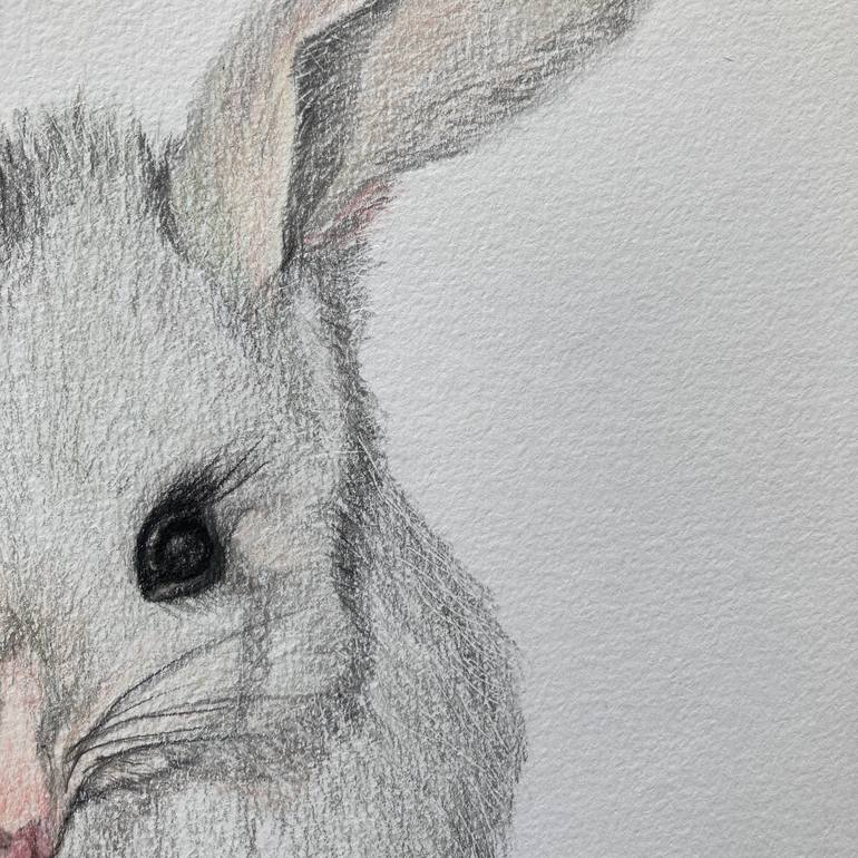 Original Illustration Animal Drawing by Catherine Wallace