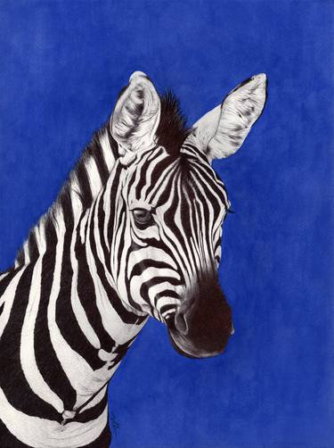 Blue zebra thumb