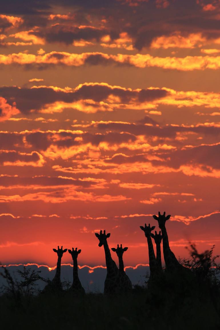 giraffes in sunset