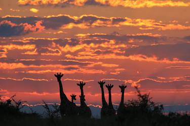Giraffe Silhouette of a Golden Sunset - Wildlife from Africa thumb