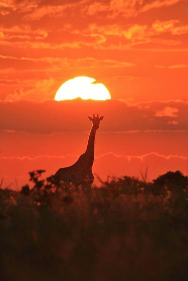 Giraffe Sunset Silhouette of Golden Red - Wildlife from Africa thumb