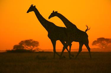 Giraffe Golden Run - Wildlife From Africa - Nature Harmony of Colors thumb