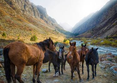 Wild Horses of Kyrgyzstan (Fine Art Print) thumb