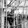 Collection Bamboo Scaffolding