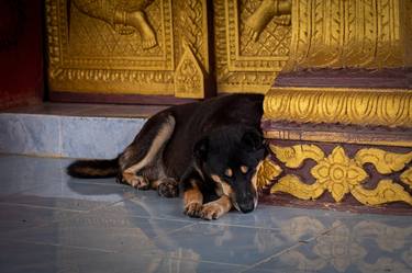 Temple Dogs of Laos I - Signed Limited Edition - Limited Edition of 12 thumb