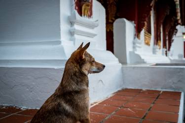 Temple Dogs of Laos No.2 - Signed Limited Edition thumb