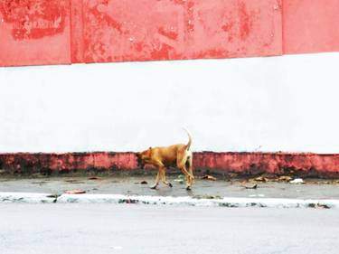Print of Dogs Photography by Luciana oluvres