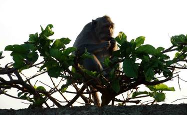 Monkey Thinking thumb
