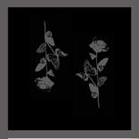 Twin roses by Luciana oluvres
