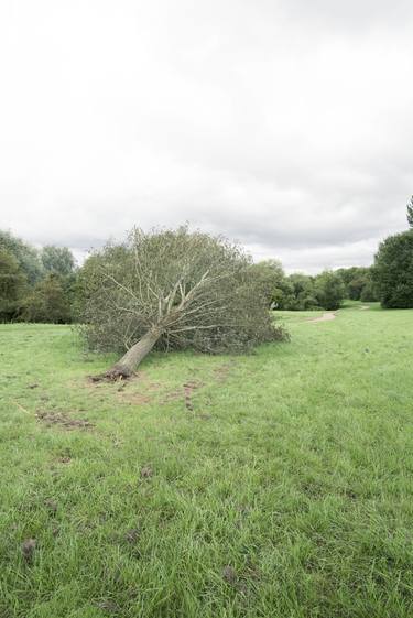 Print of Conceptual Tree Photography by Doina Domenica Cojocaru-Thanasiadis