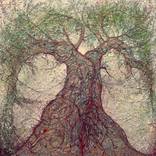 The olive tree by Elsa Santos