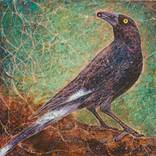 The Currawong by Elsa Santos