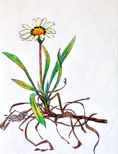 Original Fine Art Botanic Drawings by Phong Trinh