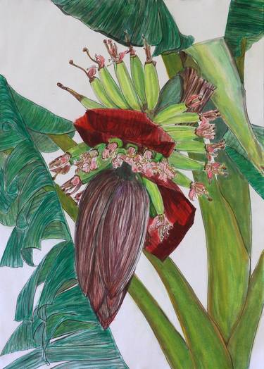 Original Realism Botanic Drawings by Phong Trinh