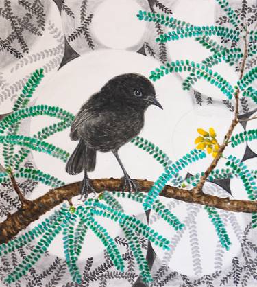 NZ Toutouwai Black Robin in Her Kowhai Forest thumb