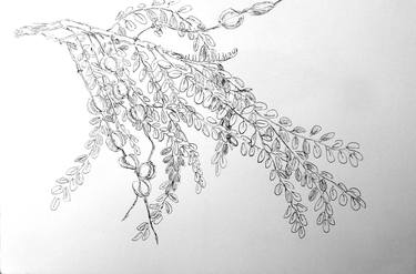Original Realism Botanic Drawings by Phong Trinh