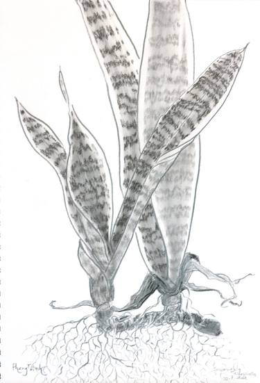 Print of Botanic Drawings by Phong Trinh