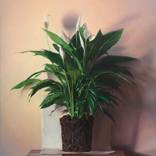 Spathiphyllum by Gregory Blanche