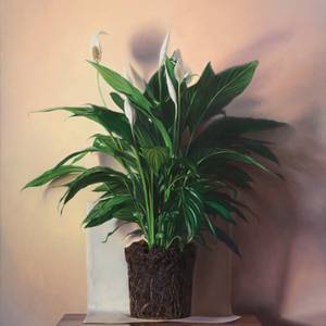 Spathiphyllum