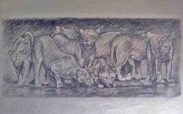 Original Animal Drawings by Mekhala van der Schyff