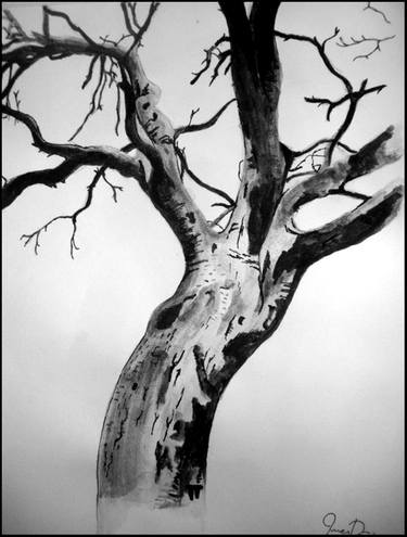 Print of Tree Drawings by Irena Duka