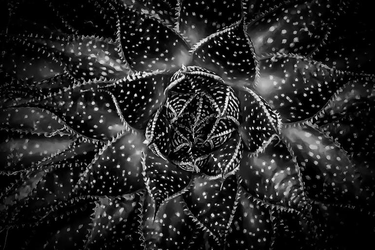 Original Geometric Photography by Silvia Pilar | Conceptual Art on Paper | Prickly body juicy soul