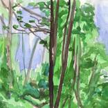 Collection TREES
