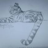 Collection Felinae