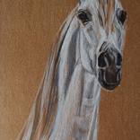 Collection Horses
