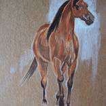 Collection Horses
