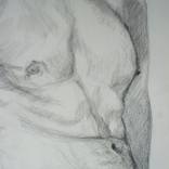 Collection Nude