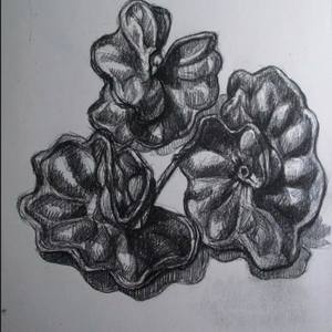 Collection Drawings