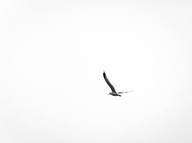Seagull in White Sky (101x152 cm) - limited edition of 10 thumb