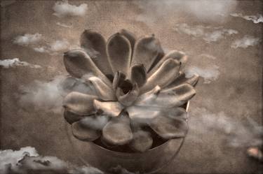 Print of Abstract Botanic Photography by Maria Luisa Dilillo