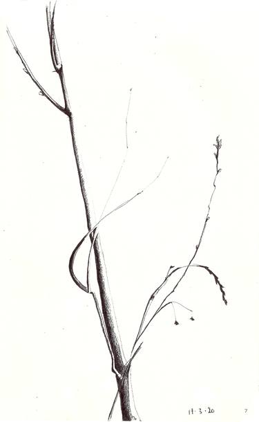 Original Botanic Drawings by isabelle cridlig