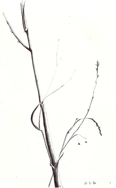 Print of Botanic Drawings by isabelle cridlig