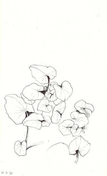 Print of Botanic Drawings by isabelle cridlig