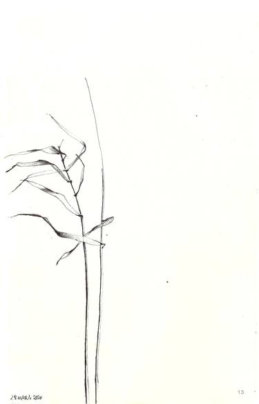 Original Minimalism Botanic Drawings by isabelle cridlig