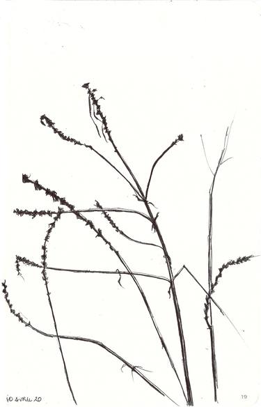 Original Minimalism Botanic Drawings by isabelle cridlig