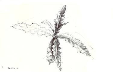 Print of Minimalism Botanic Drawings by isabelle cridlig