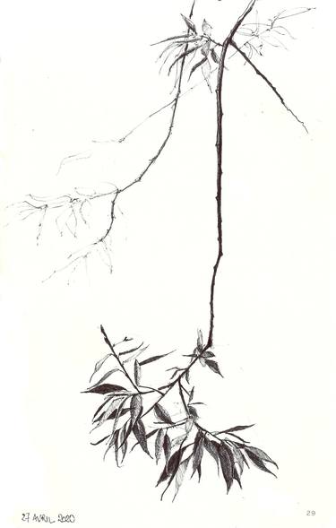Print of Minimalism Botanic Drawings by isabelle cridlig
