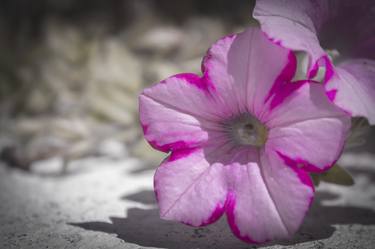 Print of Fine Art Floral Photography by Gema Ibarra