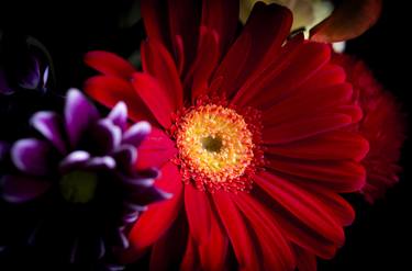 Original Photorealism Floral Photography by Gema Ibarra