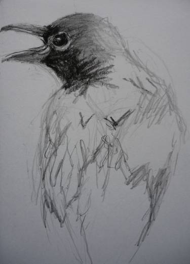 Bird Sketch thumb
